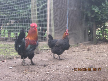Een koppeltje marans kippen bekend om haar bruine eieren